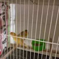 قناری از۲۷۰۰ب بالا