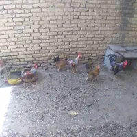 مرغ وخروس