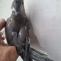 فروش عروس هلندی|پرنده|پاکدشت, پاکدشت (مامازند)|دیوار