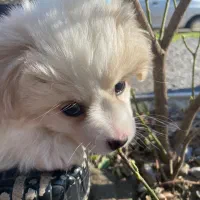 فروش  فوری توله پامر اشپیتز