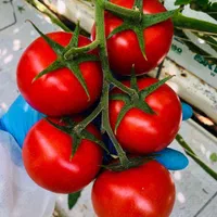 دوره آموزشی گلخانه هیدروپونیک و خاکی با مدرک معتبر|خدمات آموزشی|تهران, نجات اللهی|دیوار