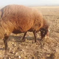 بره نر و ماده و یک عدد قوچ دامازلیخ