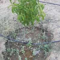 باغ زمین ۵۱۱متری نزدیک بافت روستای امتیاز آب برق|فروش زمین و ملک کلنگی|مشهد, عبادی|دیوار