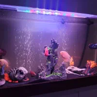 آکواریوم با کلیه وسایل،|ماهی|هشتگرد, شهرک صبا سوله|دیوار