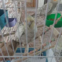 اروس هلندی  پرنده