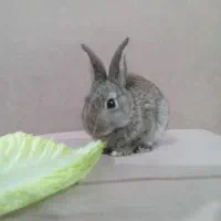 خرگوش نر|موش و خرگوش|رامهرمز, |دیوار