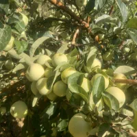 ۱۰۵۰متر باغ بادام گیلاس جوان ۱۰۰متری آسفالت|فروش دفتر صنعتی، کشاورزی، تجاری|سامان, |دیوار