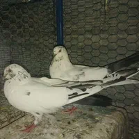 کفتر پرشی گرو|پرنده|اصفهان, امین‌آباد|دیوار
