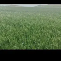 فروش10هکتار زمین کشاورزی بارانی بهمراه چاه شخصی