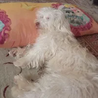 پاپی پشمالو