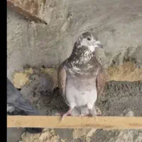 کفتر زاجز دو عدد