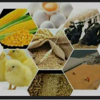 استخدام کارگر ساده