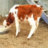 گوساله سیمینتال قرمز ماده از گاو تلیسه