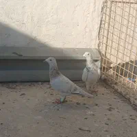 کبوتر فروشی سرور