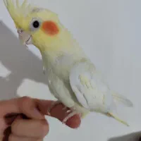 یک جفت عروس هلندی لوتینو|پرنده|سلطانیه, |دیوار