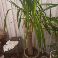 یوکا بنسای|گل و گیاه طبیعی|ری, دیلمان|دیوار