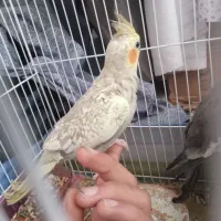 یک جفت عروس هلندی