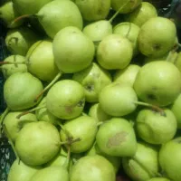 گلابی