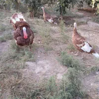 بوقلمو بوربون۱۲عدد|حیوانات مزرعه|شوشتر, |دیوار