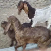 2شاه بز پاکستانی فروشی با5بزغاله 4تانر1ماده|حیوانات مزرعه|بردسکن, |دیوار