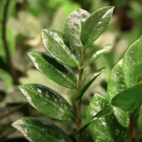 زامفولیا با گلدان سرامیکی|گل و گیاه طبیعی|مشهد, نیروی هوایی|دیوار