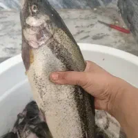 ماهی تازه قزل الا