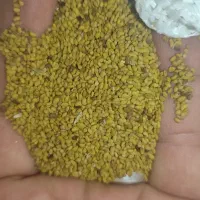 بذر یونجه سیاه بوجاری شده