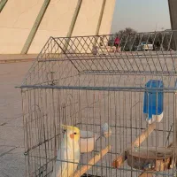 عروس هلندی گمشده