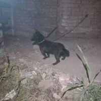 پاکوتاه نر ۱۰ ماهه دهن پاک