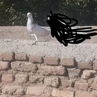 کبوتر گمشده|حیوانات|همدان, |دیوار