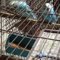 مرغ عشق