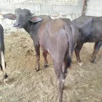 سه عدد گاومیش یک ساله