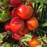 گوجه ربی تحویل درب منزل ۳۶