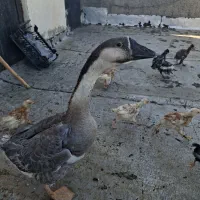 غاز خونگی|حیوانات مزرعه|فردیس, شهرک شهید حسینی|دیوار