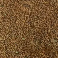 بذر یونجه اصل مهاجران