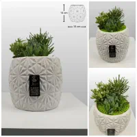 دیش گاردن / گلدان کاکتوس