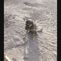 سگ پتان|سگ|بندرعباس, |دیوار