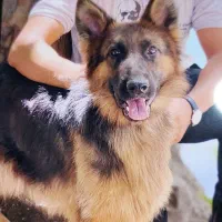 حیوان خانگی|سگ|اصفهان, بهارستان|دیوار