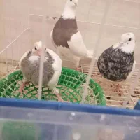 طوقی|پرنده|شوشتر, |دیوار