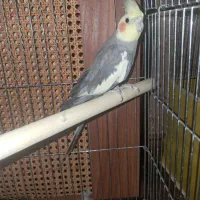 عروس هلندی با قفس (نر) اماده یکساله