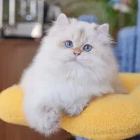 گربه بریتیش یا اسکاتیش ملوس می‌خوای/ ایران کتز