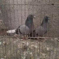 کفتر تیر|پرنده|رباط‌کریم, رباط‌کریم|دیوار