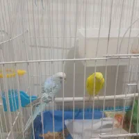 اسباب بازی مرغ عشق‌