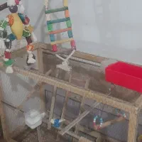 عروس هلندی|پرنده|سیرجان, |دیوار