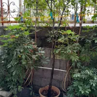 فروش گل شماره ی تماس|گل و گیاه طبیعی|نوشهر, |دیوار