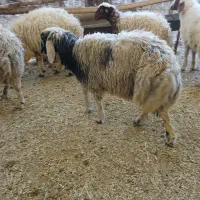 بره جفتی ۵۰ کیلو|حیوانات مزرعه|ملکشاهی, |دیوار