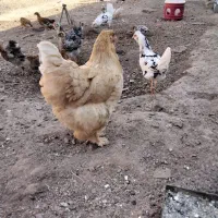 مرغو خروس برهما اصیل|حیوانات مزرعه|رباط‌کریم, رباط‌کریم|دیوار