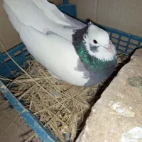 طوق سبز ماده|پرنده|شیراز, محمدیه|دیوار