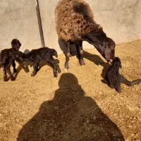 بره قوچ همو و قوچ چهار دندون هترو و چبش یک زایمان