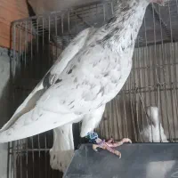 سارکاکلی|پرنده|آشخانه, |دیوار